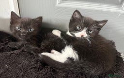 Russian Blue cats for sale: Part Ragdoll and Russian Blue Kittens for sale - Image 5