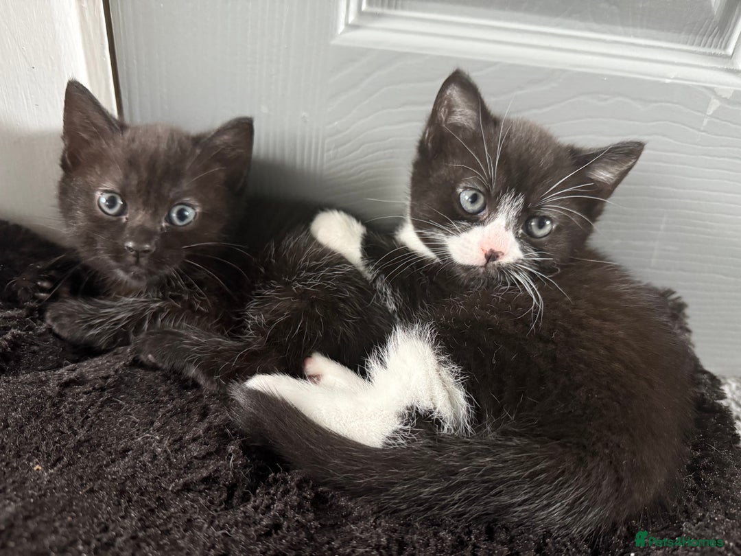 Russian Blue cats for sale: Part Ragdoll and Russian Blue Kittens for sale - Image 5