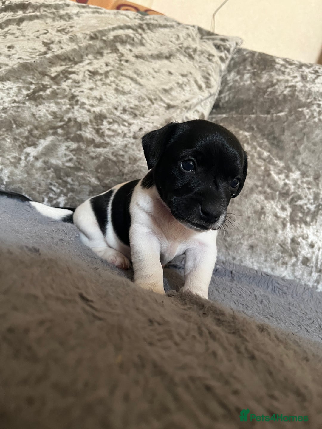 Patterjack dogs for sale: TOP QUALITY PATTERJACKS - Image 9