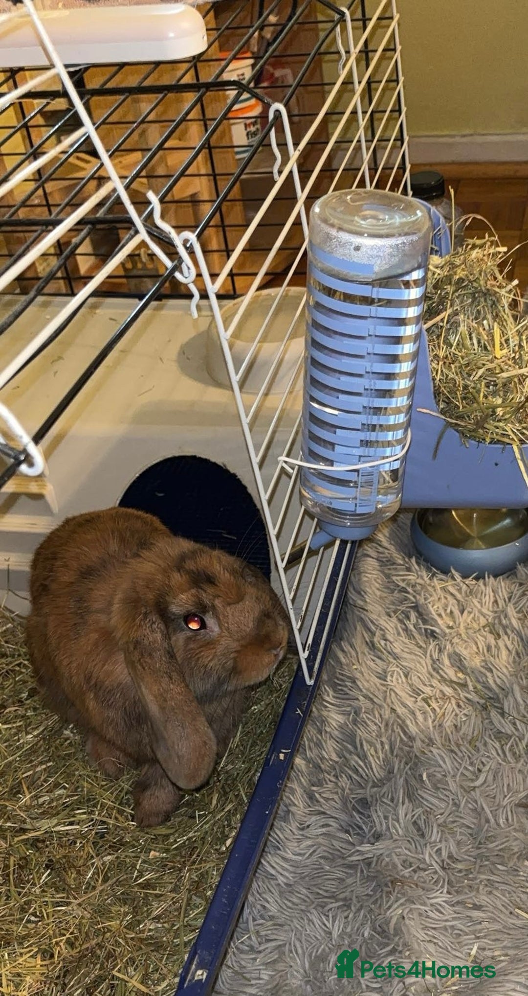 English Lop rabbits for sale: Mr Rocky  - Advert 1