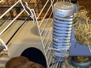 English Lop rabbits Mr Rocky - Advert 1