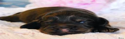 Cocker Spaniel dogs for sale: Show type KC Reg Cocker Spaniel Puppies Available - Advert 19