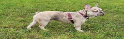 French Bulldog dogs for stud: Two different colour eye Lilac Fawn Cream Merle in St Albans - Advert 4