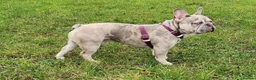 French Bulldog dogs for stud: Two different colour eye Lilac Fawn Cream Merle in St Albans - Advert 4