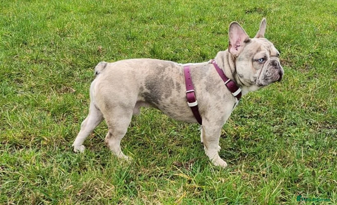 French Bulldog dogs for stud: Two different colour eye Lilac Fawn Cream Merle in St Albans - Advert 4