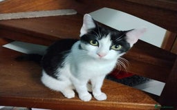 Mixed Breed cats for adoption: WILLOW IS RESERVED - Image 2