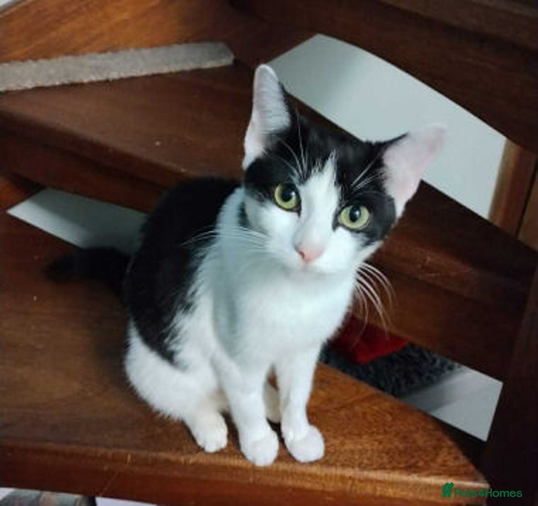 Mixed Breed cats for adoption: WILLOW IS RESERVED - Image 2