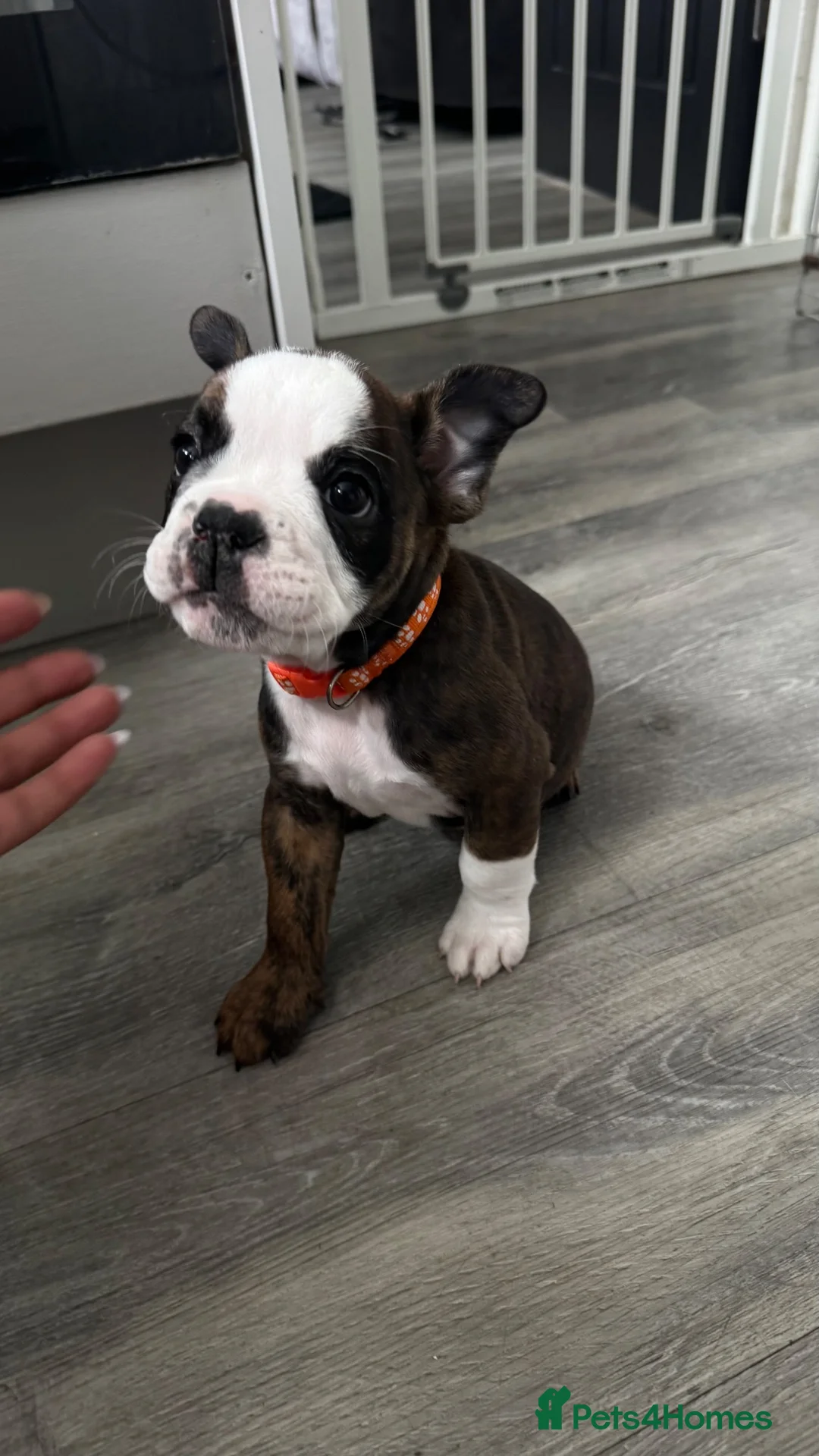 English Bulldog dogs for sale: English bulldogs !REDUCED PRICE! - Advert 2