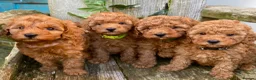 Cavapoo dogs for stud: Cavapoo Stud Dog  5.8kg. 5* Council reg’d - Advert 5