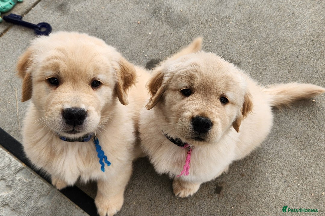 Golden Retriever dogs for sale: Gorgeous Golden Retriever Puppies. - Image 1