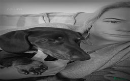 Miniature Dachshund dogs for stud: Rupert has come of age - Image 2