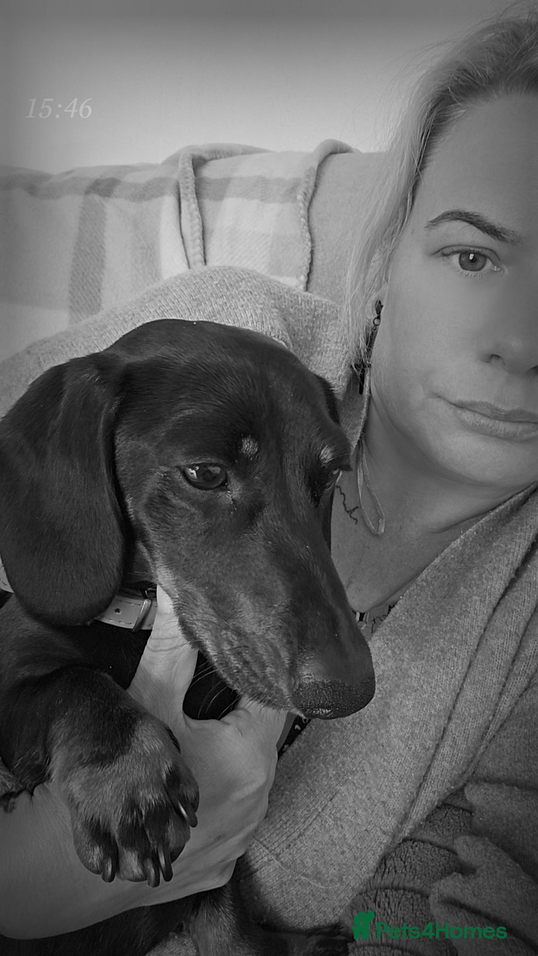 Miniature Dachshund dogs for stud: Rupert has come of age - Image 2