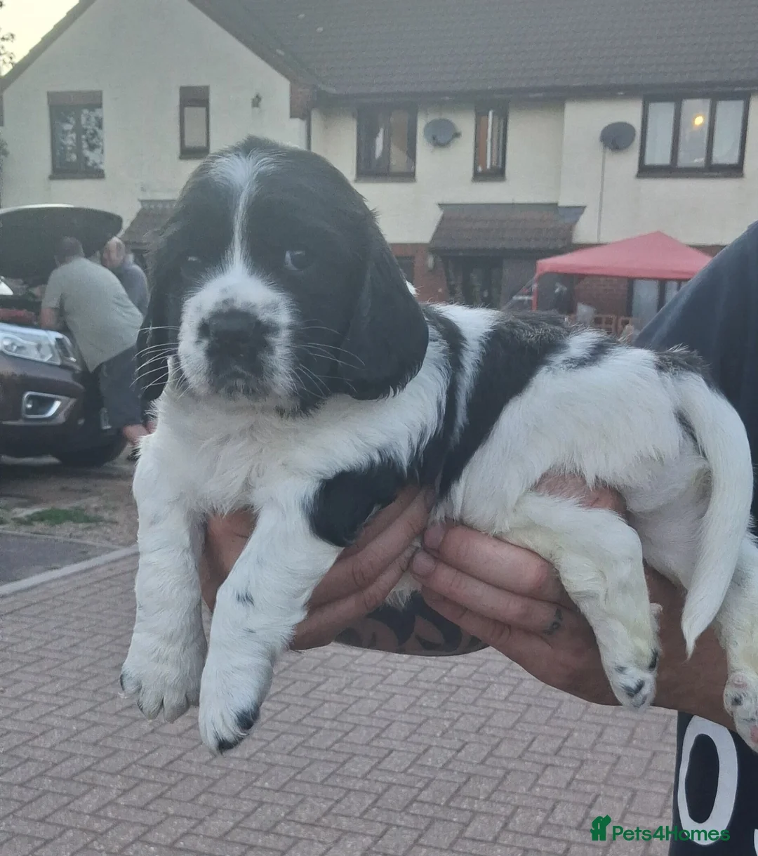 Sprocker dogs for sale: Gorgeous sprocker spaniel - Advert 13