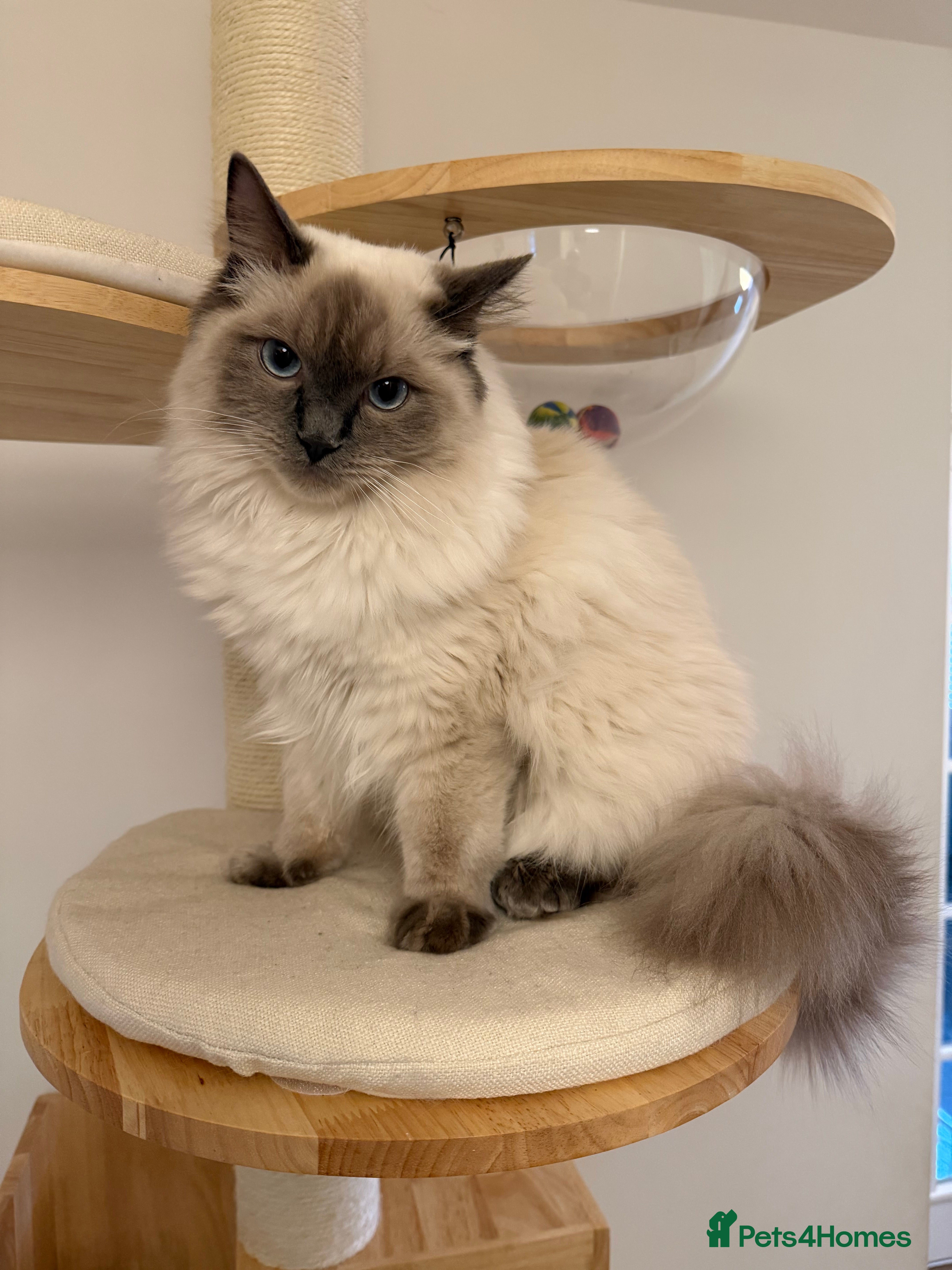Ragdoll cats GCCF Bluepoint Ragdoll boy, 9 months, non-active - Advert 1