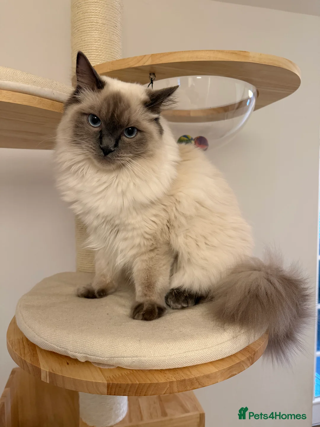 Ragdoll cats for sale: GCCF Bluepoint Ragdoll boy, 9 months, non-active - Advert 1