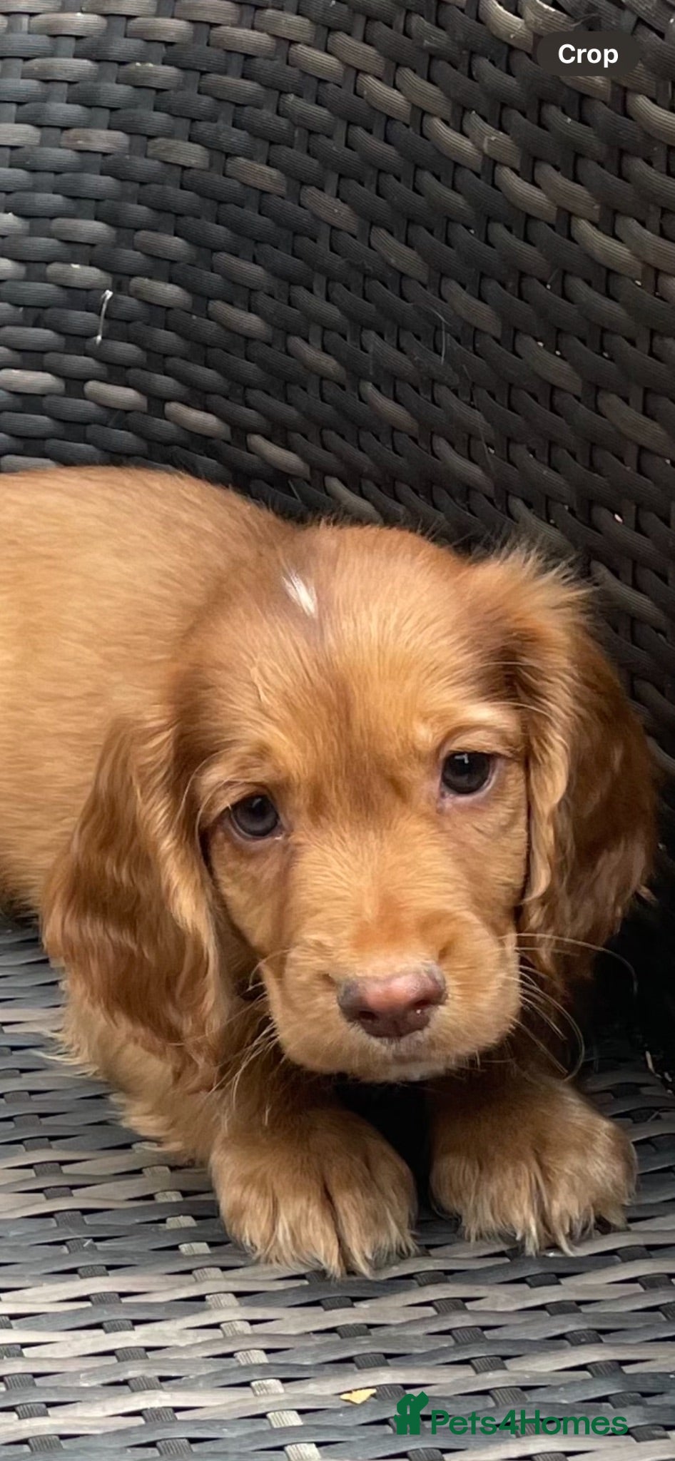 Cocker Spaniel dogs COCKER SPANIEL PUPS - Advert 2
