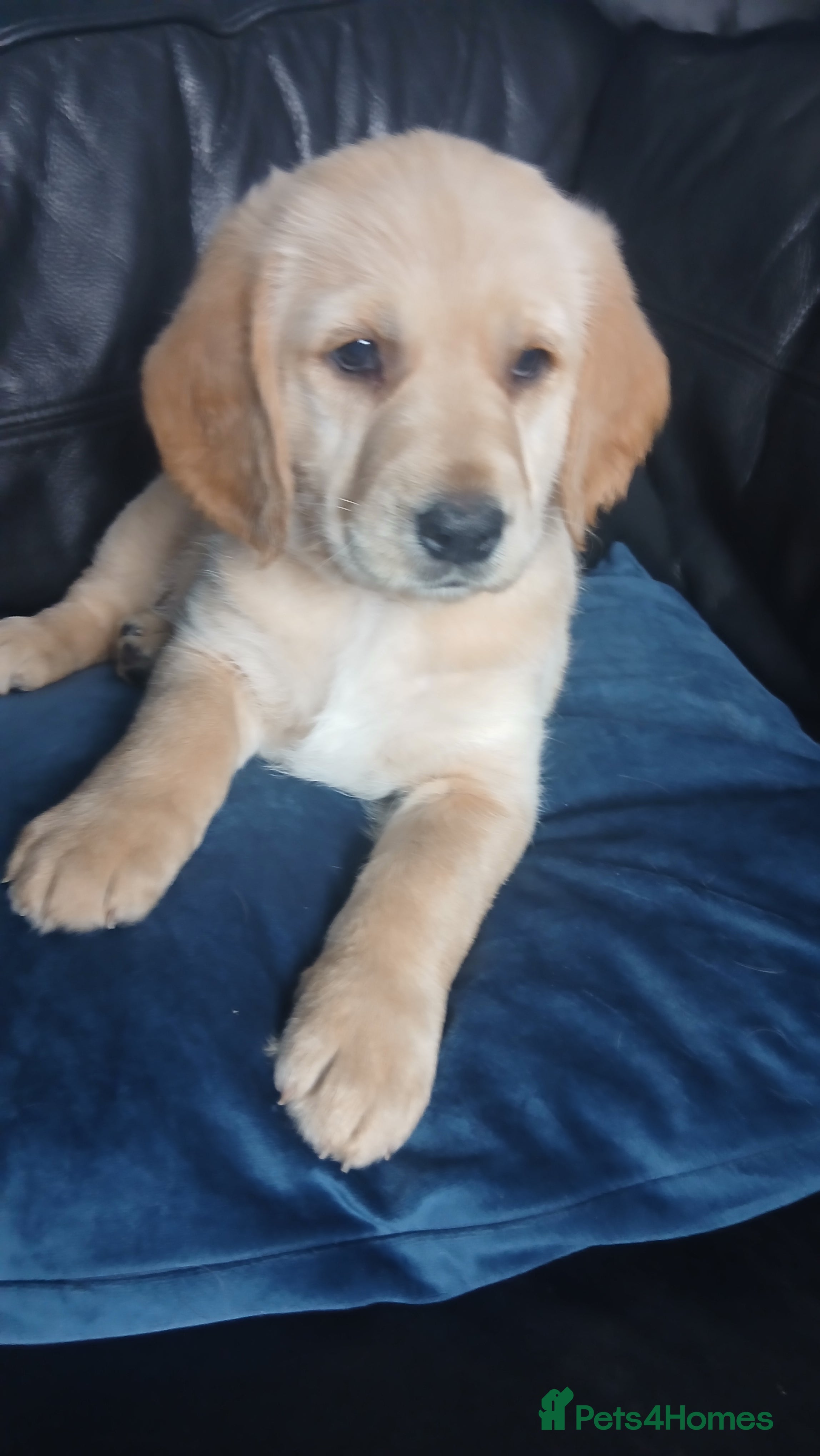 Mixed Breed dogs for sale: Ready Gorgeous Cockapoo x Gold Retriever x pups  - Advert 34
