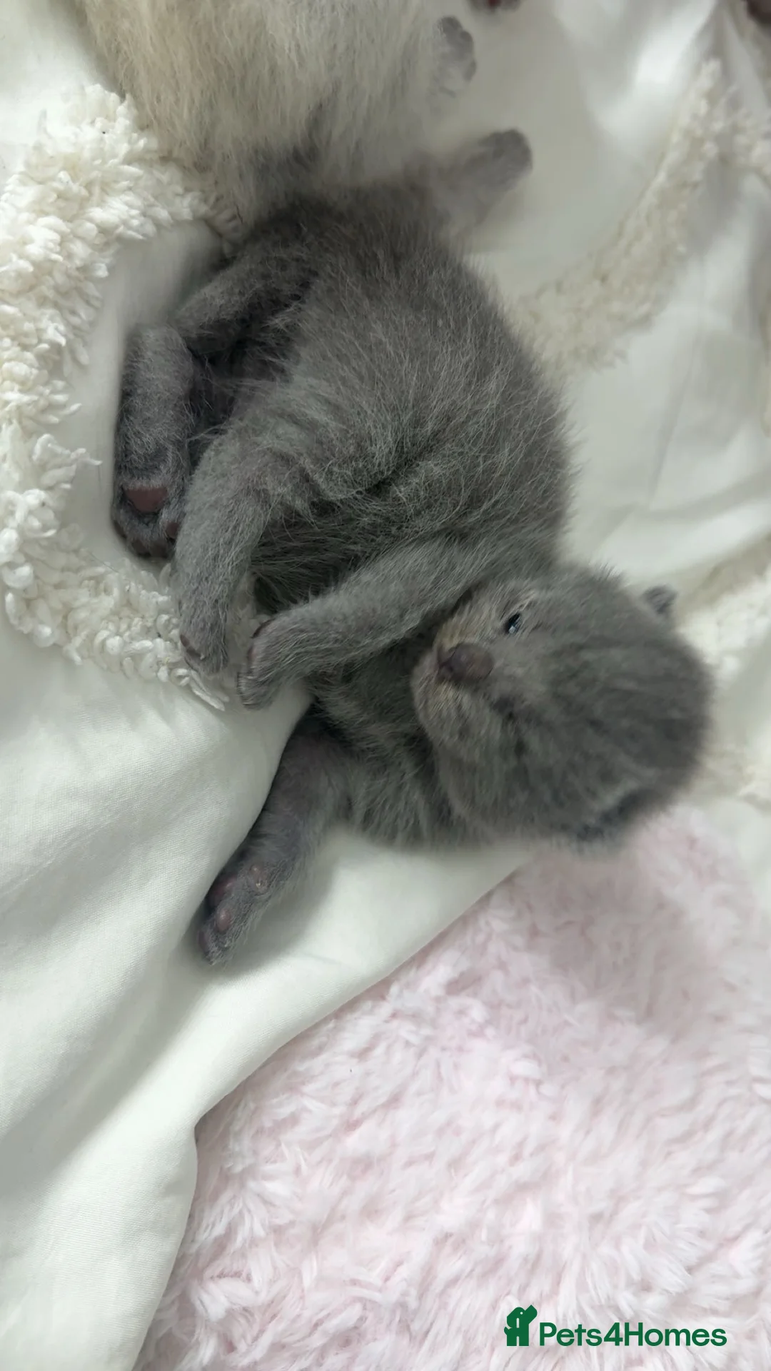 British Longhair cats for sale: Bluepoint British longhair grey British shorthair  - Advert 2