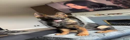 German Shepherd dogs for sale: Kenzo in Halifax - Advert 13
