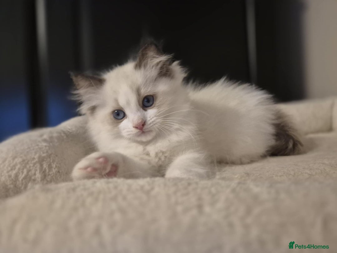 Ragdoll cats for sale: 3 Tica Registered Ragdoll Kittens For Sale  - Advert 15