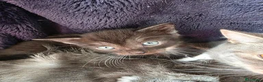 Mixed Breed Kitten 7