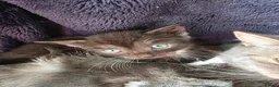 Mixed Breed cats for sale: Beautiful Bengal Cross Tabby Kittens  - Advert 6
