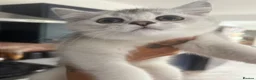 Scottish Fold cats for sale: Female scottish Straight - Advert 9