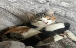 Domestic Shorthair cats for sale: Beautiful calico  - Image 4