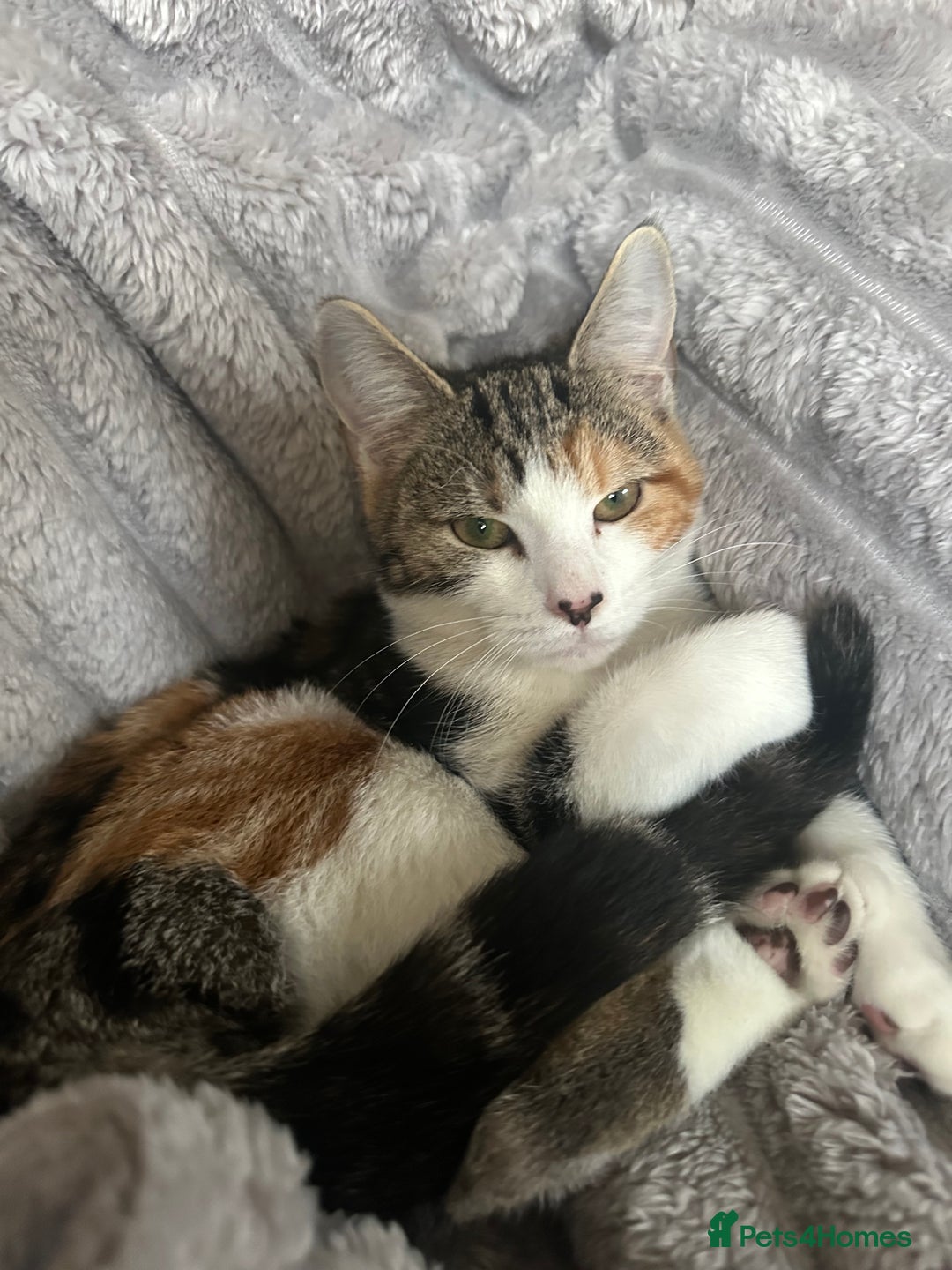 Domestic Shorthair cats for sale: Beautiful calico  - Image 4