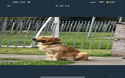 Golden Retriever dogs for sale: Golden Retriever puppies - Loving Homes Wanted  - Image 4
