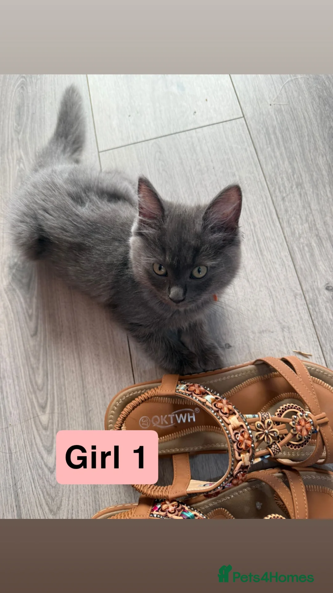 Ragdoll cats for sale: Ragdoll cross British shorthair litter - Advert 2