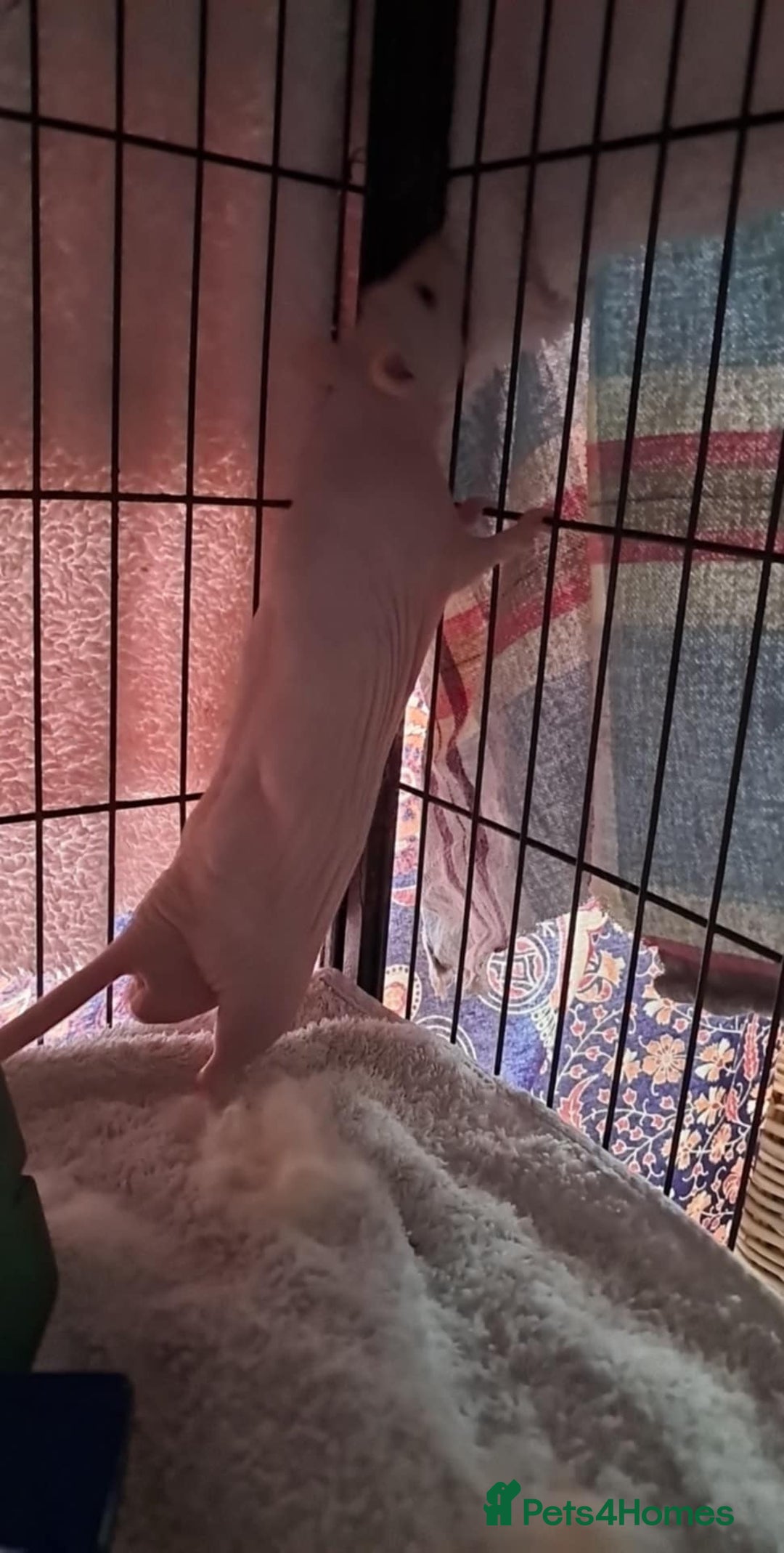 Rat rodents for sale: Double Rex Hairless Male ♥︎ in Brighton - Image 4