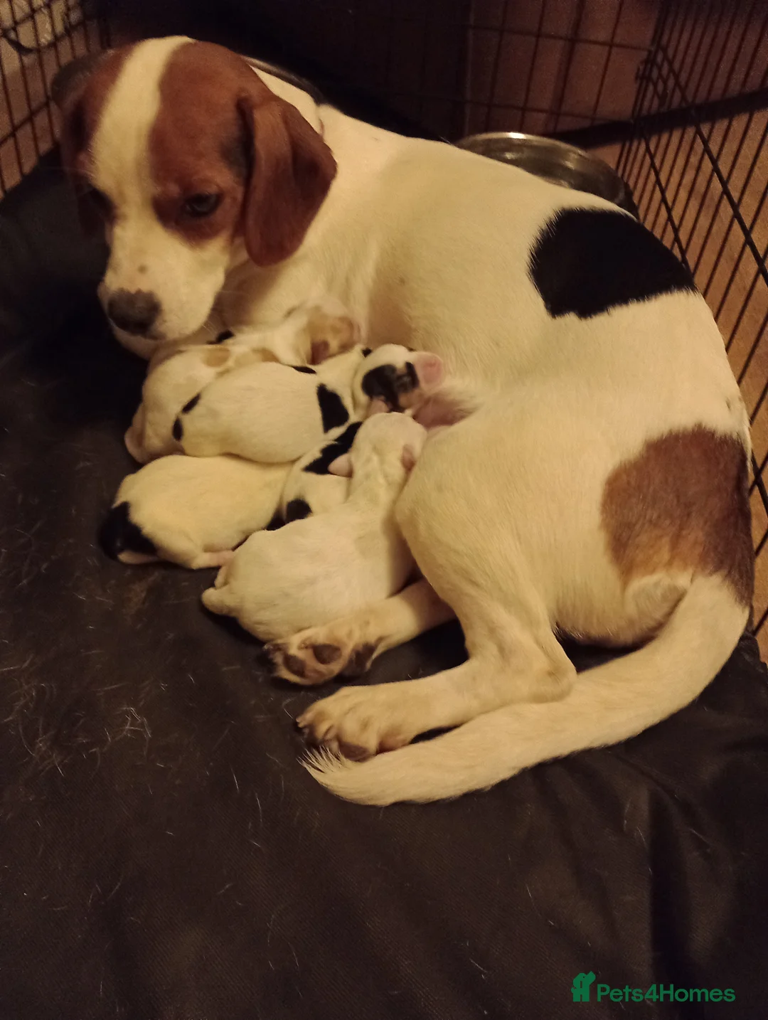 Mixed Breed dogs for sale: Cavajacks for sale - Advert 2