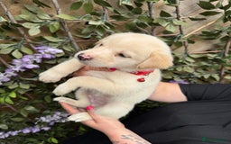 Mixed Breed dogs for sale: Beautiful Puppies looking for their forever home♥️ - Image 11