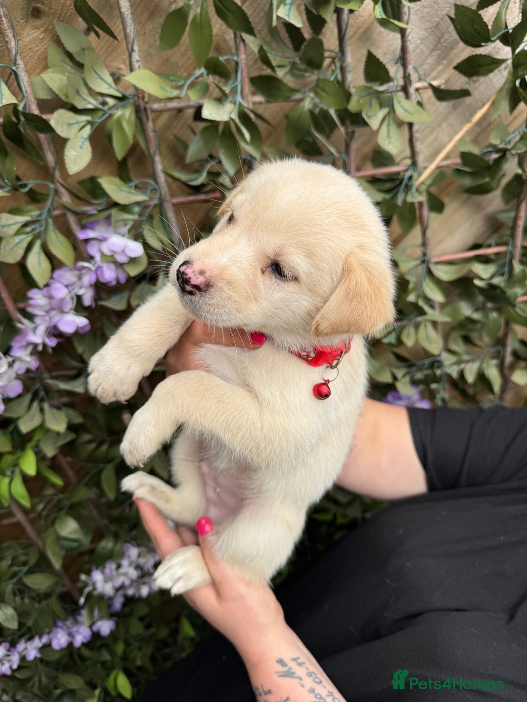 Mixed Breed dogs for sale: Beautiful Puppies looking for their forever home♥️ - Image 11