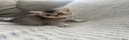 British Shorthair cats for sale: GCCF registered Kittens  - Advert 2