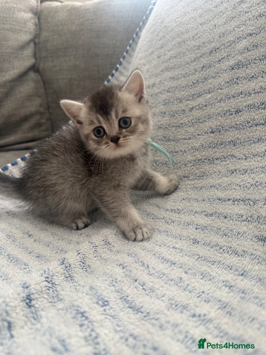 British Shorthair cats for sale: GCCF registered Kittens  - Advert 2