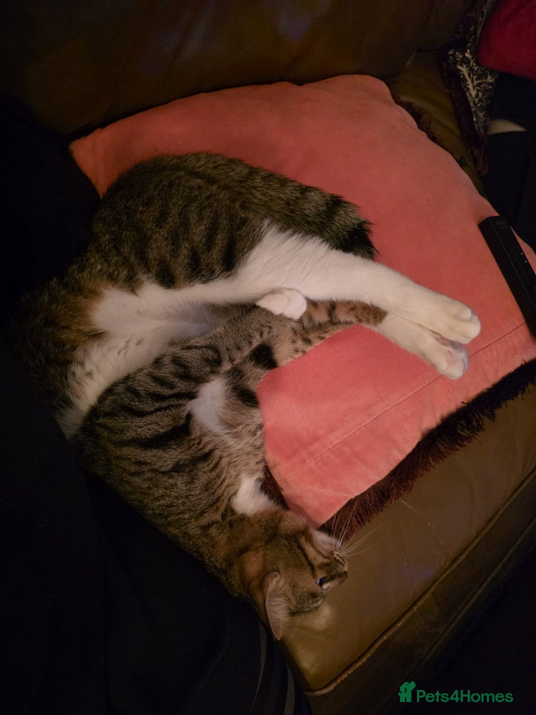 Mixed Breed cats for adoption: [Indoors Only] Cardini: Absolute Playful Cuddlebug - Advert 7