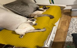 Ragdoll cats for sale:  Rehoming Ragdoll Cats. Indoor Homes Onlyz  - Image 15