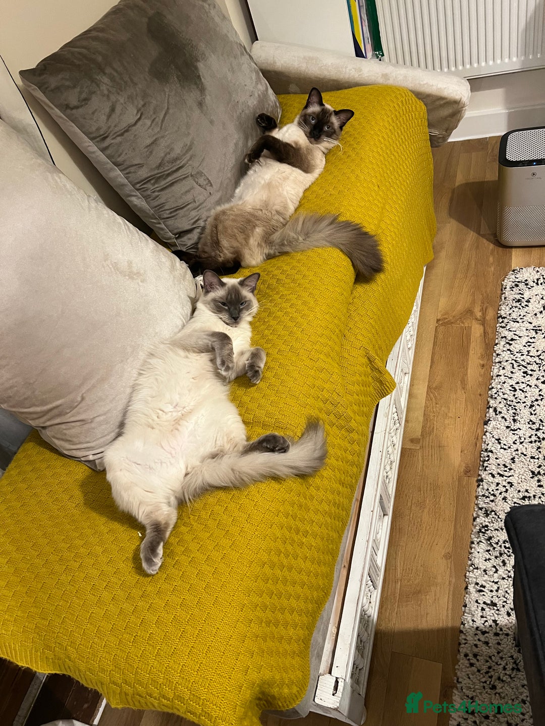 Ragdoll cats for sale:  Rehoming Ragdoll Cats. Indoor Homes Onlyz  - Image 15
