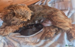 Shorkie dogs for sale:  shorkie puppies  - Advert 6