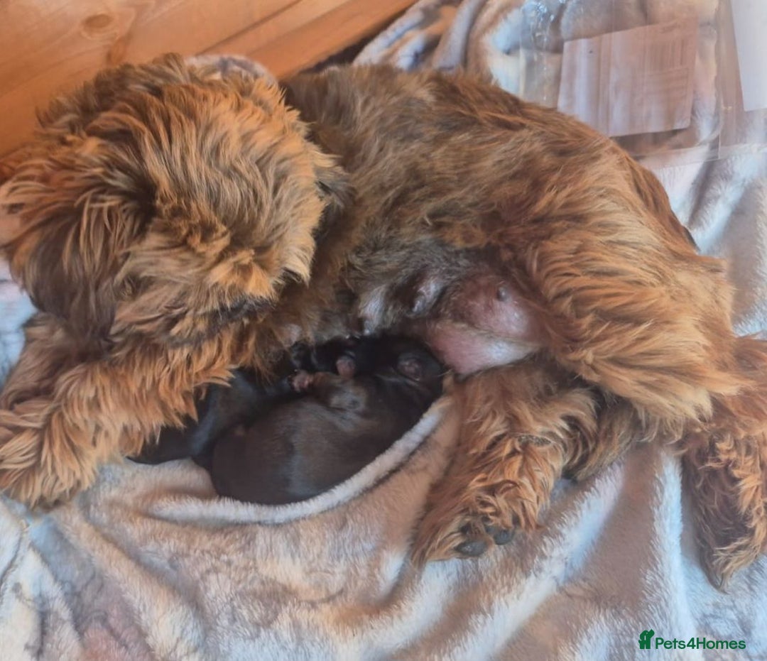 Shorkie dogs for sale:  shorkie puppies  - Advert 6