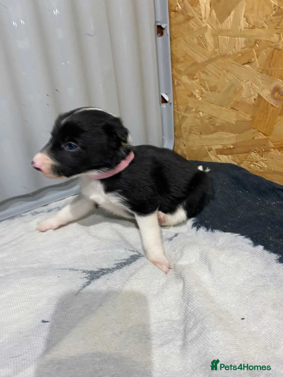 Border Collie dogs for sale: Beautiful border collie pups  - Advert 28