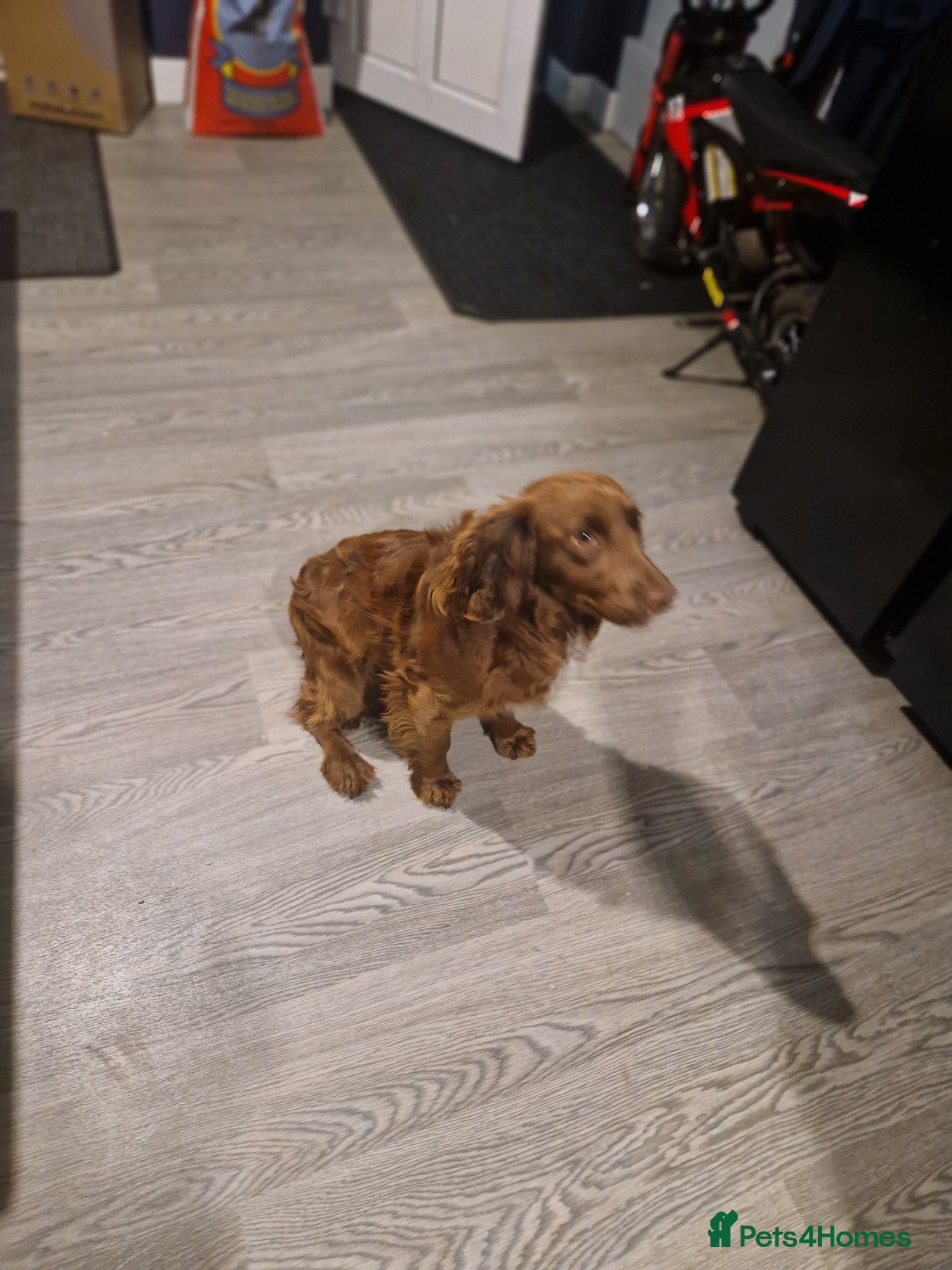 Cocker Spaniel dogs Cocker spaniel bitch 8 months  - Advert 2