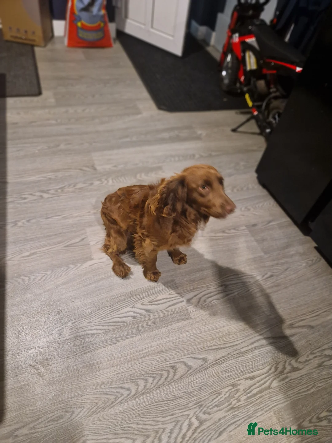 Cocker Spaniel dogs for sale: Cocker spaniel bitch 8 months  in Barnsley - Advert 1