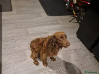 Cocker Spaniel dogs Cocker spaniel bitch 8 months - Advert 2