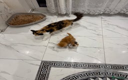 British Longhair cats for sale: Long hair fluffy kittens ginger male available  - Image 6