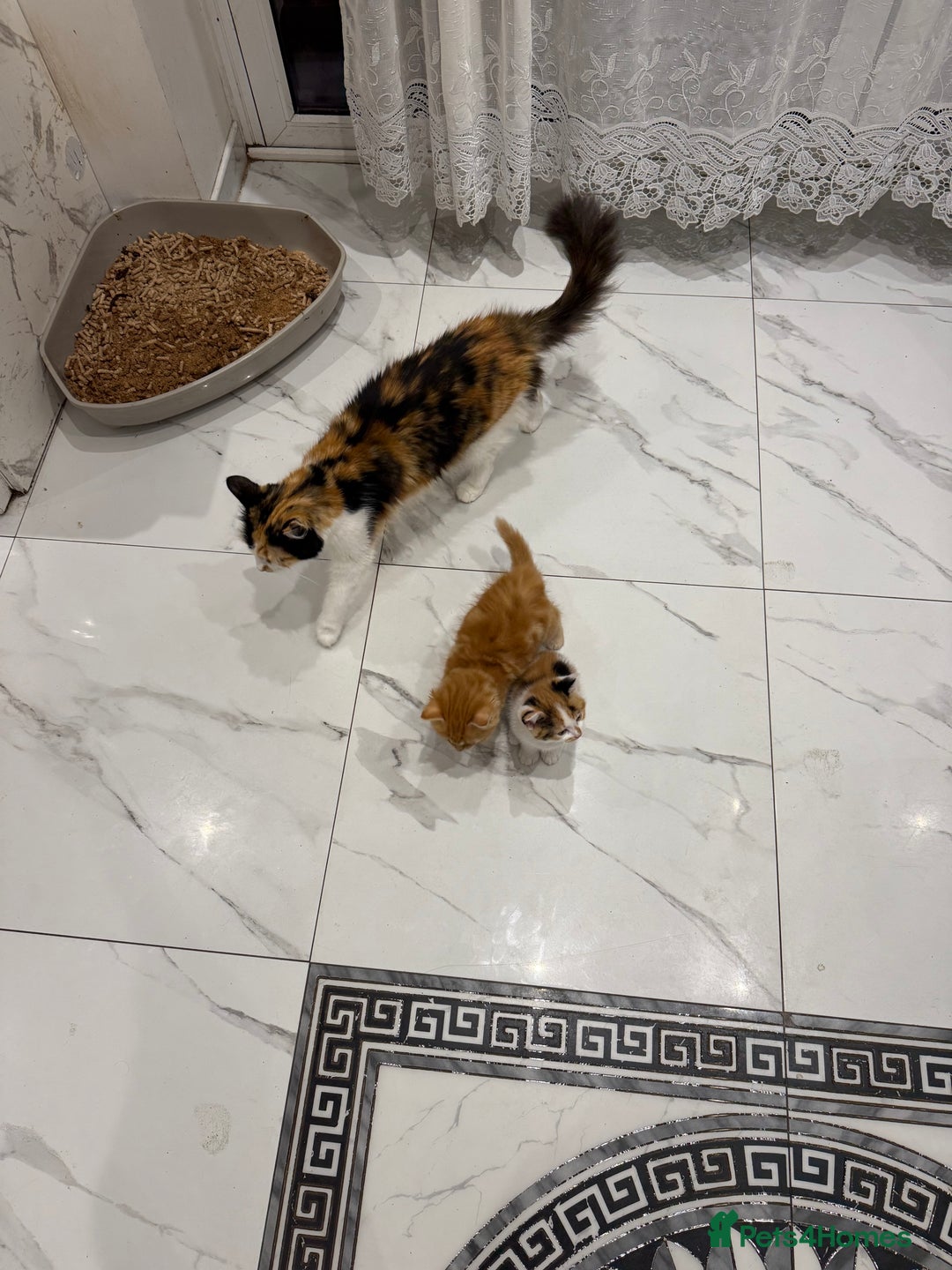 British Longhair cats for sale: Long hair fluffy kittens ginger male available  - Image 6