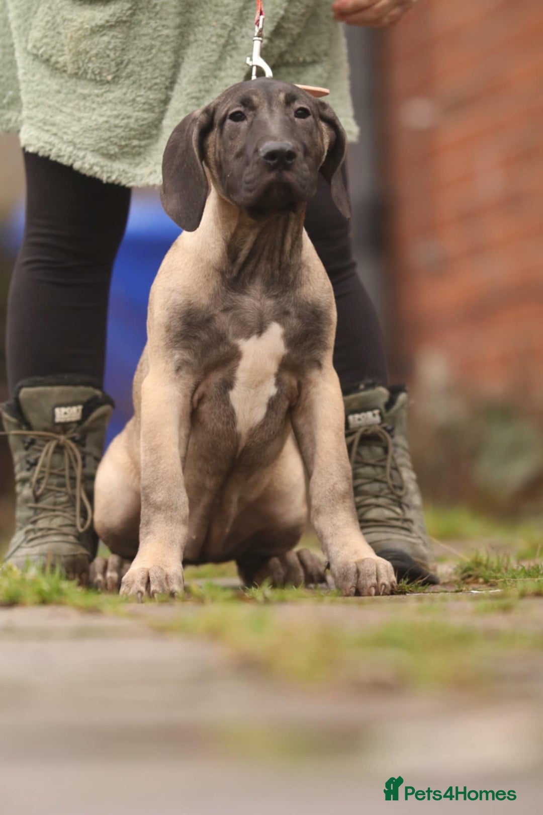 Presa Canario dogs for sale: Presa Canario pups  - Advert 3