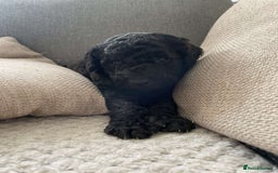 Goldendoodle dogs for sale: Golden doodles  - Image 8